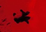 La notte delle tartarughine caretta-caretta: emozionante 
