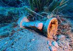 Il Parco Nazionale di Pantelleria sostiene la Rassegna del Mare
