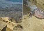 Mazara, piccola tartaruga marina trovata morta a Quarara. Il WWF: 