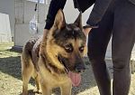 Marsala: stanno bene i 37 cani trasferiti dal canile dopo il vasto incendio alla Sarco
