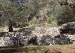 ​Pantelleria e Venafro: siglato protocollo d’intesa per la salvaguardia degli oliveti storici ed eroici