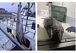 Maxi sequestro di tonno rosso tra Marsala, Palermo e Trapani, 5 tonnellate illegali