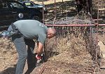 apertura-della-caccia-controlli-della-polizia-metropolitana-sequestrata-una-gabbia-per-cinghiali-nel-messinese