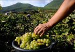 ​Due Passiti di Pantelleria premiati al concorso enologico Mondial des Vins Extremes