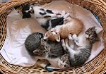 Un gattile per Castelvetrano, per dare un sostegno a centinaia di randagi