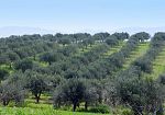 Campobello di Mazara, campagna olivicola 2026: al via il tavolo per l'accoglienza dei lavoratori stagionali