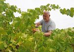 Vendemmia della legalità a Salemi: raccolti 44 quintali di uva Grillo