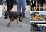 Cagnolina in pericolo sullo scorrimento veloce Marsala-Birgi, messa in salvo dai volontari