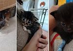 Mazara, rubati quattro gattini di meno di un mese: la denuncia di una coppia