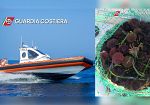 Sequestrati dalla Guardia Costiera ricci di mare nel tratto di mare antistante l’imboccatura del porto di Trapani