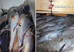 San Vito Lo Capo, sequestrati 12 esemplari di tonni rosso in un furgone
