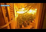 (VIDEO) Carini, piantagione di marijuana in una villa abbandonata 