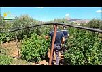(VIDEO) Dalla canapa legale al maxi sequestro: a Palermo e Partinico 400 chili di 