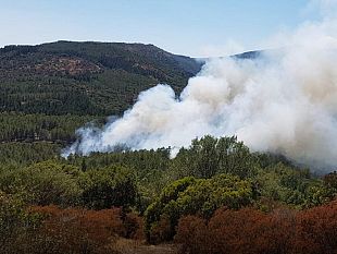 ritarda-lavvio-del-servizio-per-la-maggior-parte-dei-forestali