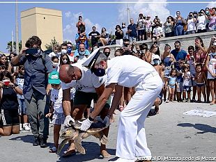 mazara-liberata-nippiteddra-la-tartaruga-caretta-caretta-di-circa-15-anni