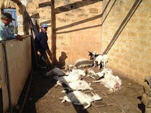 cani-randagi-fanno-una-strage-di-capretti-in-un-ovile-mazarese