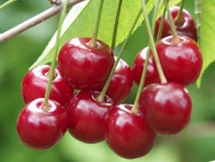 e-state-in-forma-le-ciliegie-un-frutto-dal-colore-inconfondibile