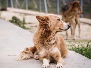 marsala-ricovero-cani-randagi-servizio-prorogato-di-2-mesi