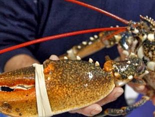 trapani-maltrattamento-di-animali-denunciato-ristoratore-dai-carabinieri