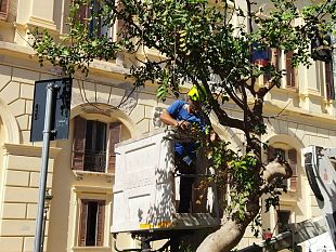 per-la-cura-del-verde-a-trapani-ce-bisogno-di-personale-qualificato