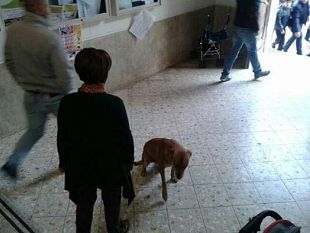 c-e-una-citta-nella-quale-anche-i-cani-sono-considerati-cittadini-e-perfino-studenti