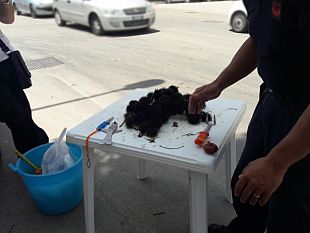 sequestro-ricci-di-mare-illecitamente-commercializzati-su-strada