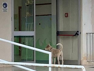 mazara-randagio-allingresso-della-scuola-dellinfanzia-e-primaria-gorgorosso-la-segnalazione-di-un-cittadino