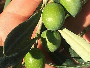 per-la-rubrica-castelvetranesi-c-elena-manzini-ci-racconta-nicola-daguanno