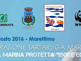 domani-a-marettimo-la-liberazione-della-tartaruga-achille