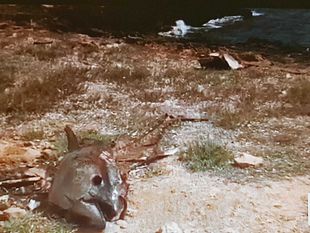 carcasse-di-tonno-abbandonate-nel-territorio-mazarese-becera-ed-incivile-usanza-di-questo-periodo