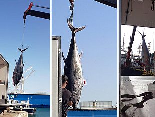 trapani/in-beneficienza-6-esemplari-di-tonno-rosso-sequestrati-ad-un-motopesca-algerino