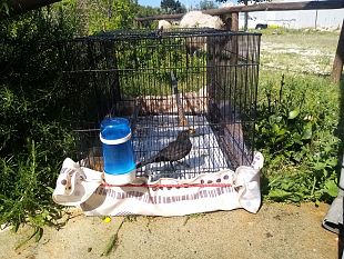 erice-merlo-investito-torna-a-volare-dopo-2-mesi-di-cure