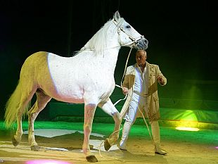 castelvetrano-tutti-al-circo-lidia-togni-dall8-al-12-marzo