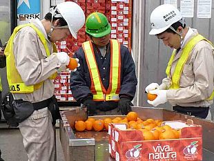 agricoltura-cracolici-selezione-delle-aziende-interessate-ad-esportare-agrumi-in-cina