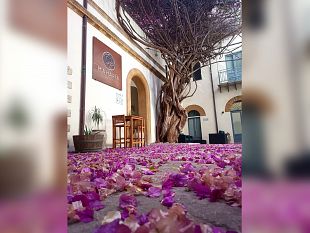 la-storica-bougainvillea-di-menfi-entra-nellelenco-nazionale-degli-alberi-monumentali-ditalia