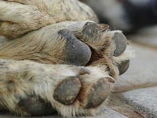 santa-ninfa-cane-morto-per-presunto-avvelenamento