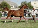 trapani-dal-5-al-6-aprile-arabian-horses-cup-2014
