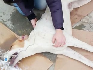 5-cani-avvelenati-nei-pressi-del-cimitero-comunale-lappello-dellenpa