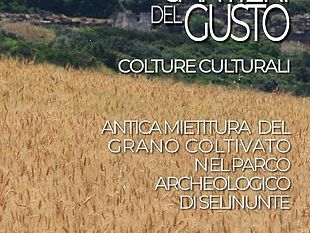 al-parco-archeologico-di-selinunte-la-mietitura-dei-grani-antichi