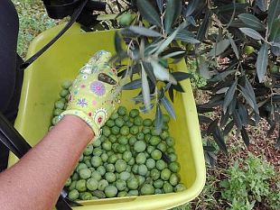 in-sicilia-limprenditoria-femminile-in-agricoltura-non-pervenuta