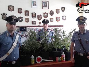 castellammare-del-golfo-carabinieri-trovano-una-coltivazione-di-marijuana-un-arresto