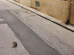 trapani-segnalata-presenza-di-topi-al-centro-storico
