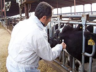 santa-ninfa-assegnato-al-dott-ruggiani-il-trattamento-sanitario-dei-capi-di-bestiame