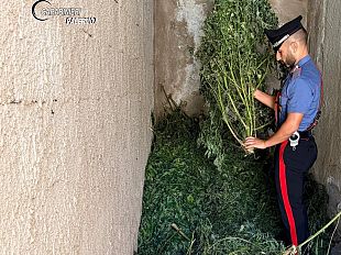carini-scoperta-una-piantagione-di-marijuana-e-caccia-ai-responsabili