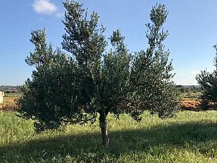 a-campobello-il-corso-di-alta-formazione-sulla-potatura-e-gestione-delloliveto