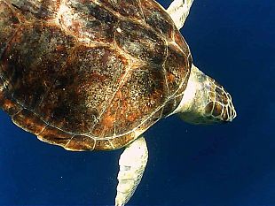 favignana-liberato-nelle-acque-dell-area-marina-protetta-enea-tartaruga-marina-vittima-di-cattura-accidentale-e-guarita-presso-il-centro-di-primo-soccorso-dell-amp