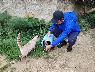 a-trapani-sterilizzati-100-gatti-con-finanziamento-oipa-e-veterinario