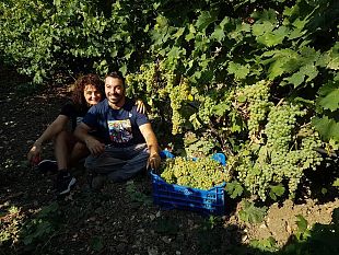 trapani/vino-trapanese-vince-la-medaglia-doro-al-concorso-internazionale-vermentino