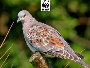 presidente-schifani-autorizza-la-pre-apertura-alla-caccia-da-domani