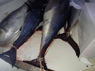tonno-rosso-con-istamina-superiore-ai-limiti-di-legge-scatta-il-sequestro-nel-trapanese